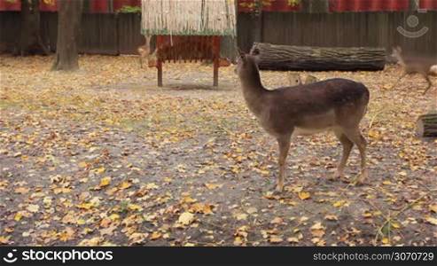 sika deer and two fawns go away near feeders in autumn Zoo