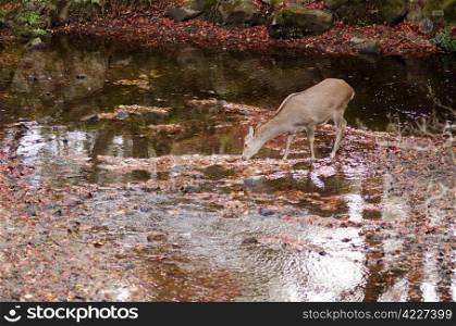 Sika deer drinking water in autumn. Sika deer drinking water in a river in autumn
