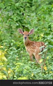 sika deer fawn in nature