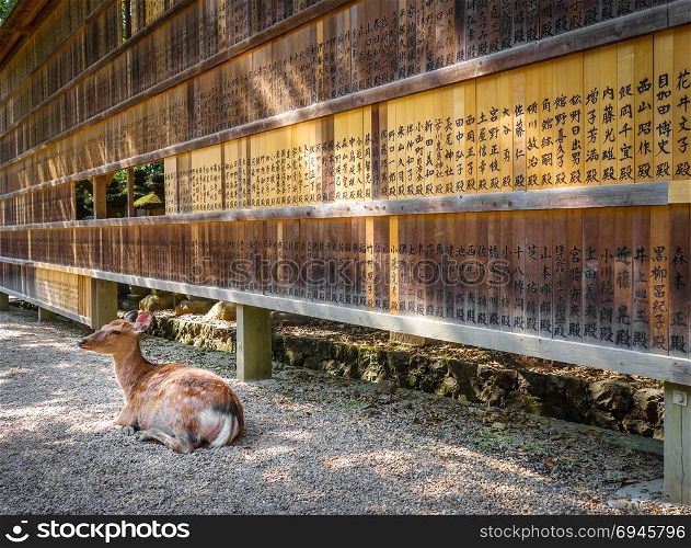 Sika deer in front of Wooden tablets, Nara, Japan. Deer in front of Wooden tablets, Nara, Japan