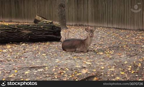 sika deer lying on ground, then rises and slowly goes away, in autumn Zoo