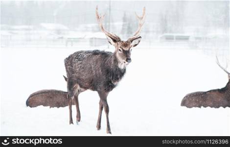 Sika deers , Cervus nippon, spotted deer , walking in the snow on a white background