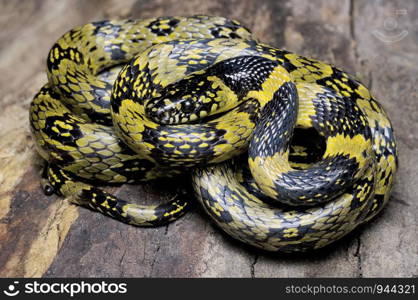 Sikkim false wolf snake Dinodon gammiei, Non Venomous