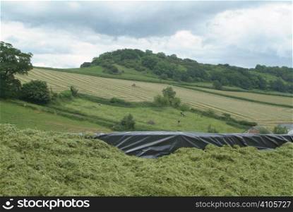 Silage pit with a view of a tractor turning grass for silage in the background