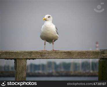 Silbermoewe_auf_Holzzaun. Gull on a wooden fence on the Baltic Sea