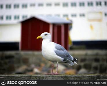 Silbermoewe_vor_Schuppen. Herring Gull from ship and red scales on the Baltic Sea