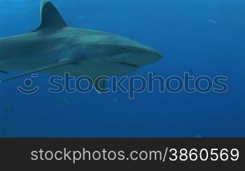 silberspitzen hai schwimmt an der kamera vorbei. Silvertip shark