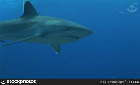 silberspitzen hai schwimmt an der kamera vorbei. Silvertip shark