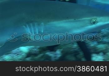 Silberspitzenhai (Carcharhinus albimarginatus), silvertip shark, schwimmt im Meer.