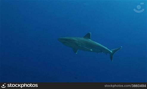 Silberspitzenhai (Carcharhinus albimarginatus), silvertip shark, schwimmt im Meer.
