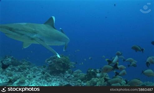 Silberspitzenhai (Carcharhinus albimarginatus), silvertip shark, schwimmt umgeben von kleinen Fischen,im Meer.
