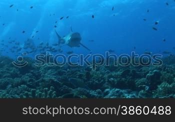 Silberspitzenhai (Carcharhinus albimarginatus), silvertip shark, schwimmt umgeben von kleinen Fischen,im Meer.