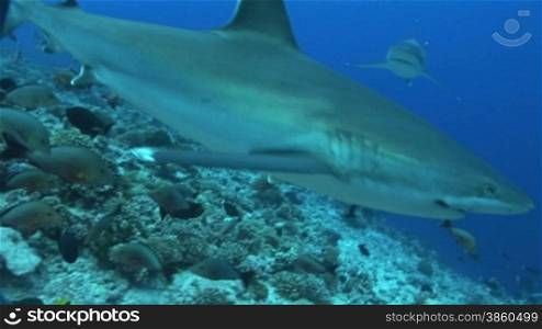 Silberspitzenhai (Carcharhinus albimarginatus), silvertip shark, schwimmt umgeben von kleinen Fischen, im Meer.