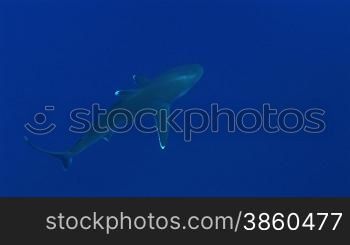 Silberspitzenhaie (Carcharhinus albimarginatus), silvertip shark, schwimmen im Meer.