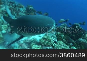 Silberspitzenhaie (Carcharhinus albimarginatus), silvertip shark, schwimmt umgeben von kleinen Fischen,im Meer.