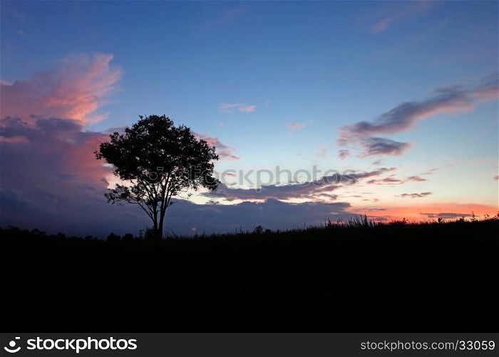 silhouette big tree on the hill with beautiful sky background