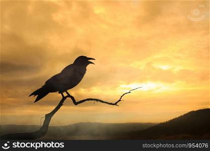 silhouette black crow and sunset