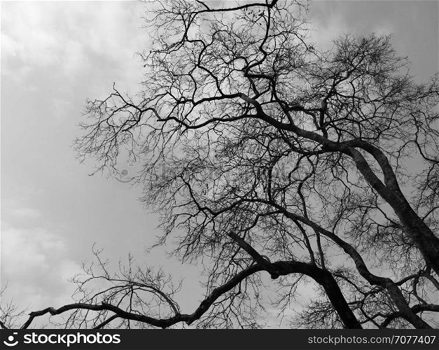 Silhouette branch dead tree