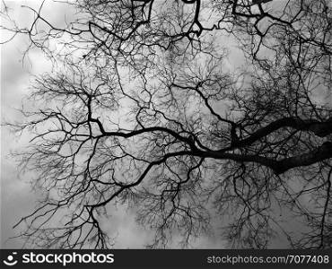 Silhouette branch dead tree