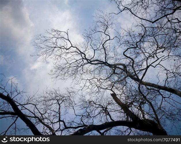 Silhouette branch dead tree on blue sky
