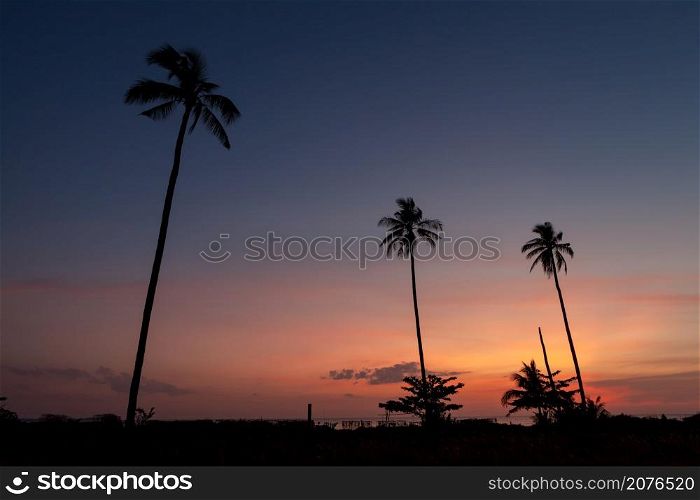 Silhouette coconut palm tree with the colorful sky in twilight time at Phang Nga, Thailand.