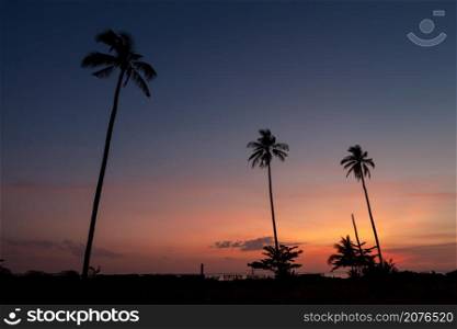 Silhouette coconut palm tree with the colorful sky in twilight time at Phang Nga, Thailand.