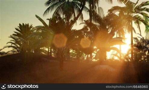 Silhouette coconut palm trees at sunset