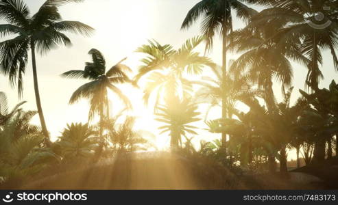 Silhouette coconut palm trees at sunset