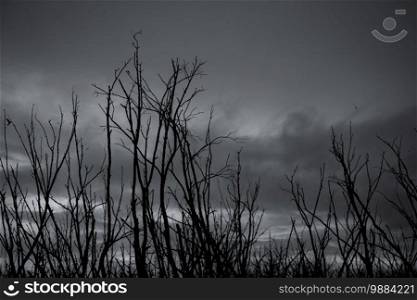 Silhouette dead tree on dark dramatic sky and gray clouds. Dark sky and dead tree background for Halloween day. Dead tree branches with stormy sky. Background for sad, hopeless, and death concept.