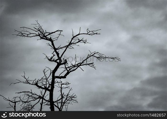 Silhouette dead tree on dark dramatic sky and white clouds background for peaceful death. Despair and hopeless concept. Sad of nature. Death and sad emotion background. Dead branches unique pattern.