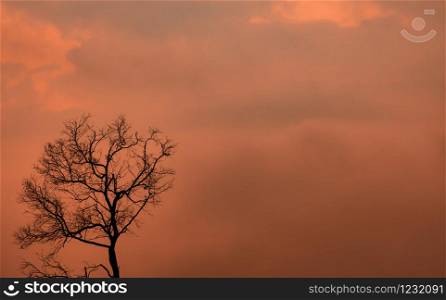 Silhouette dead tree on orange sunset sky and clouds. Sad, death, and grief background. Nature landscape. Beauty in nature. Leafless tree with copy space for inspiration or quote abstract background.