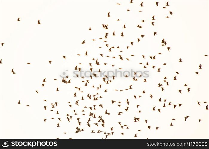 silhouette flock of bird in the sky