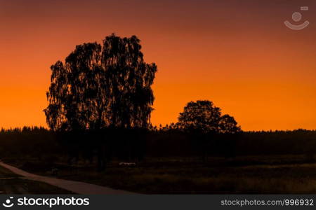 silhouette from the trees on the veluwe during sunset