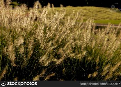 Silhouette grass on sunset beautiful landscape summer background. Sunset landscape sundown flower field outdoor.
