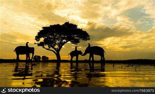 Silhouette Group of Elephant and Man Reflection on Water.
