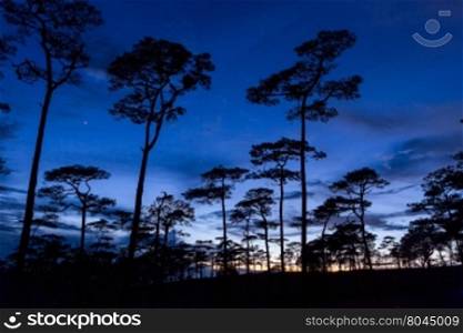 silhouette landscape with pine forest at Phu Soi Dao national park, Thailand