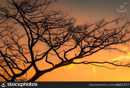 Silhouette leafless tree and sunset sky. Dead tree on golden sunset sky background. Peaceful and tranquil scene. Beautiful branches pattern. Beauty in nature. Drought land in summer. Evening sky.