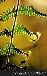Silhouette leaves fern