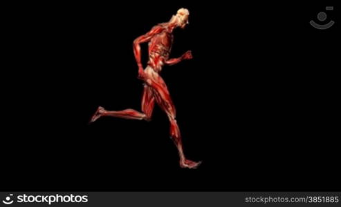 Silhouette musculature running,loop,alpha channel