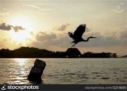 Silhouette of a bird flying