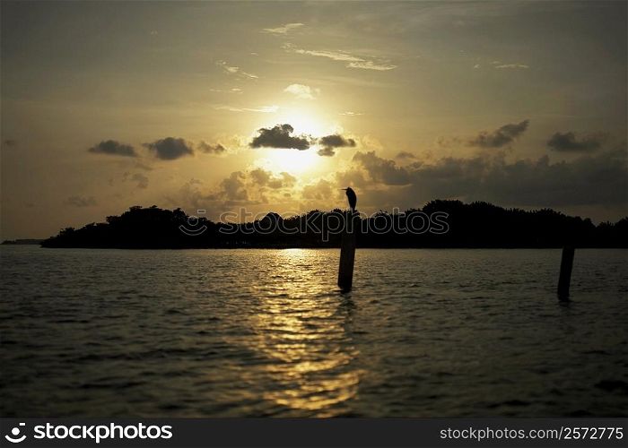 Silhouette of a bird perching on a wooden post in the sea