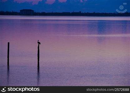 Silhouette of a bird perching on a wooden post in the sea, St. Augustine Beach, Florida, USA