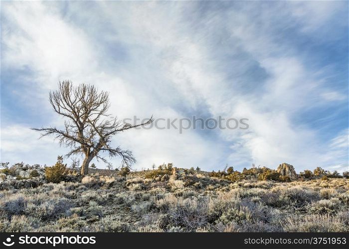silhouette of a dead tree against field of sagebrush and rocks in North Park, Colorado