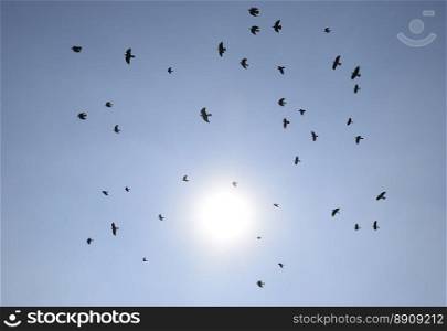 Silhouette of a flock of blackbird flying through a surreal evening sky with a fiery sun. Silhouette of a flock of blackbird flying through a surreal evening sky with a fiery sun.
