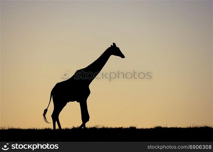 Silhouette of a giraffe walking on the African plains at sunset