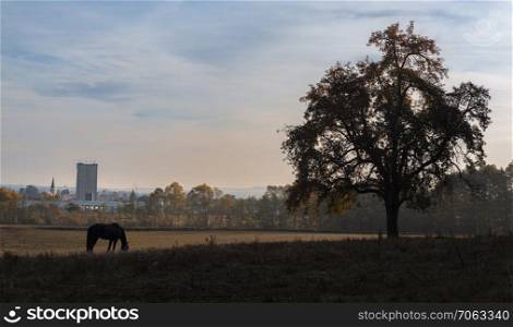 Silhouette of a horse grazing and a tree with autumn leaves, in contrast with the industrial town in the background, in Schwabisch Hall, Germany.