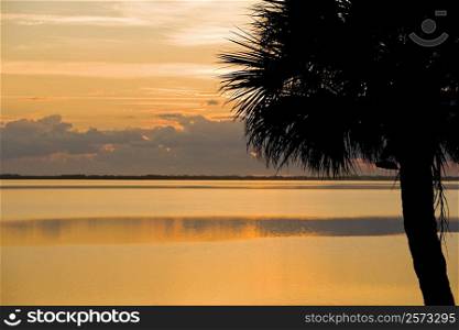 Silhouette of a palm tree at dusk, St. Augustine Beach, Florida, USA