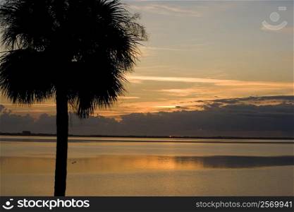 Silhouette of a palm tree, St. Augustine Beach, Florida, USA