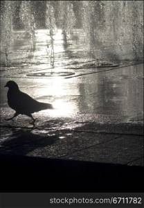 Silhouette of a pigeon near a fountain