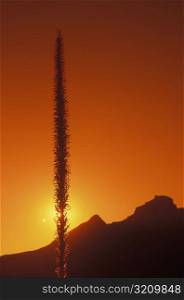 Silhouette of a plant at sunset, Texas, USA
